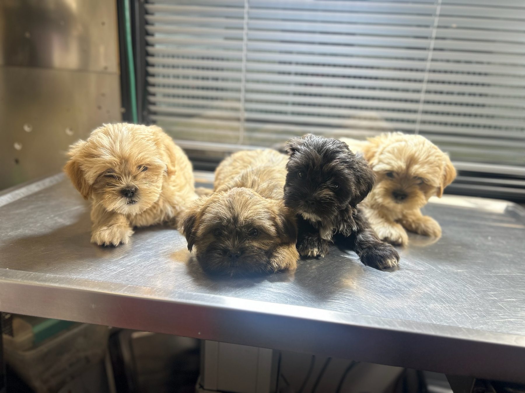 A litter of puppies on the exam table