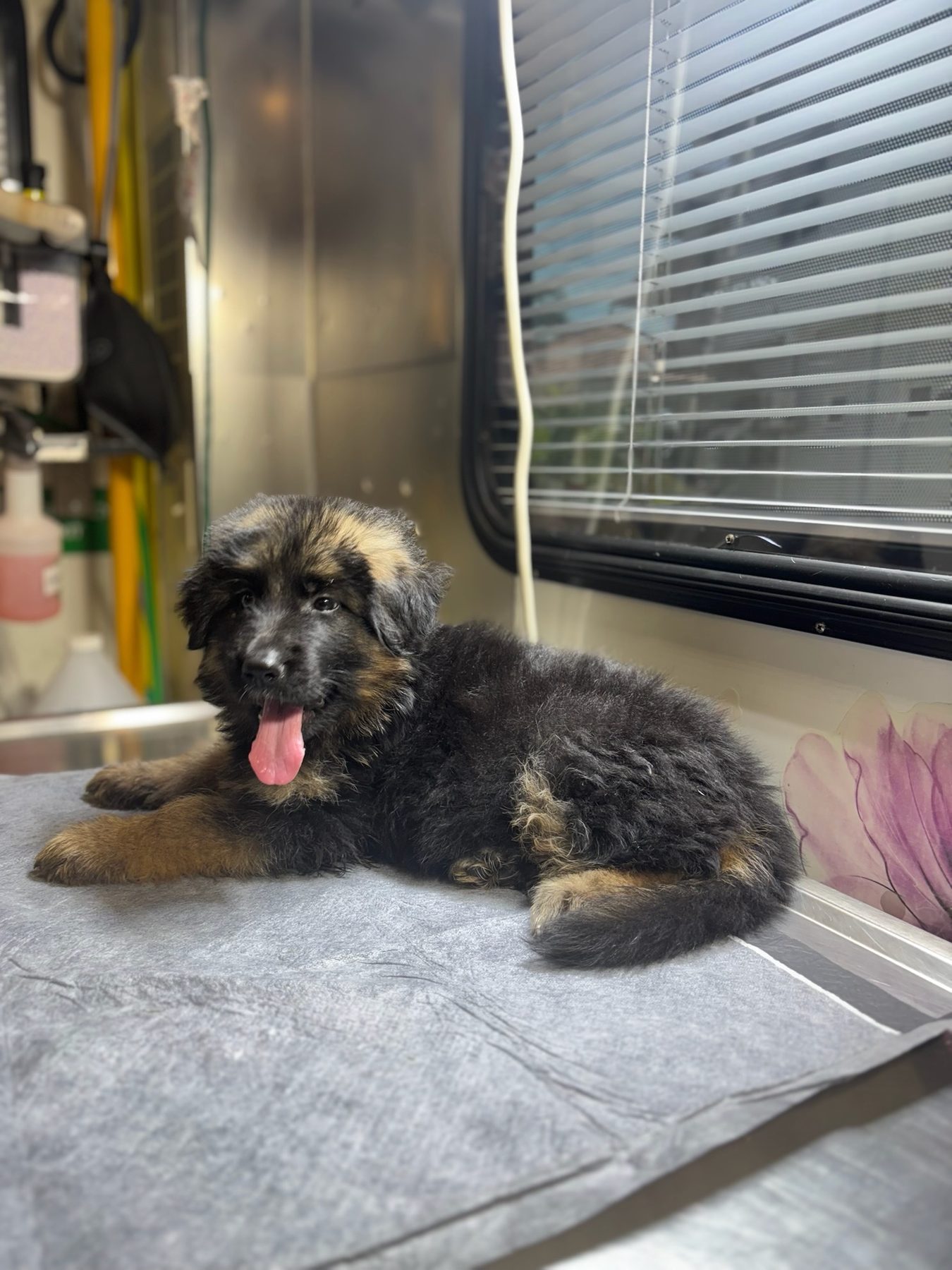 A puppy being examined and vaccinated